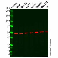 Recombinant DCAF13 Antibody，重组, ExactAb™, 已验证, 见COA，阿拉丁