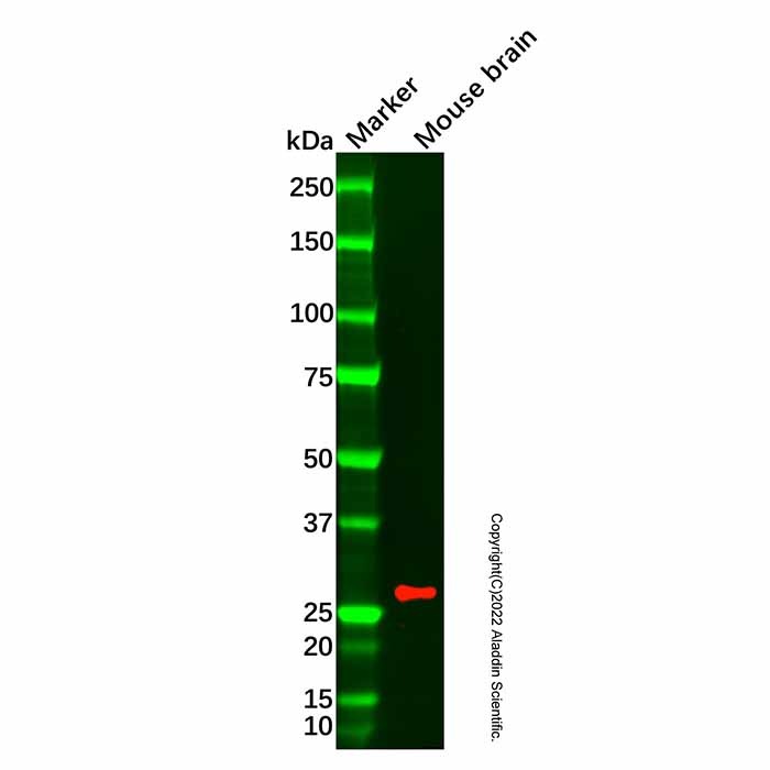 Recombinant TPPP Antibody,ExactAb™, Validated, 重组, 0.3 mg/mL,阿拉丁产品图