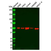 Recombinant TRIM21/SS-A Antibody,重组, ExactAb™, 已验证, 见COA,阿拉丁