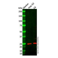 Recombinant ARFRP1/ARP Antibody，重组, ExactAb™, 已验证, 见COA，阿拉丁