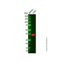 Recombinant MC1-R Antibody，重组, ExactAb™, 已验证, 见COA，阿拉丁