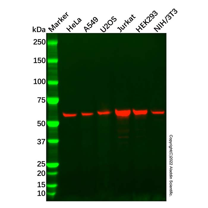 Recombinant SMARCD1 Antibody，ExactAb™, Validated, 重组, 0.6 mg/mL，阿拉丁产品图