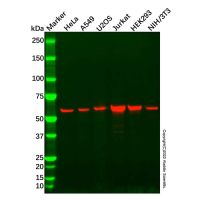 Recombinant SMARCD1 Antibody，ExactAb™, Validated, 重组, 0.6 mg/mL，阿拉丁
