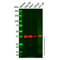 Recombinant LEFTY1/LEFTY2 Antibody,重组, ExactAb™, 敲低验证, 已验证, 见COA,阿拉丁