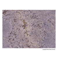 Human IgG Antibody，ExactAb™, Validated, Carrier Free, 0.118 mg/mL，阿拉丁