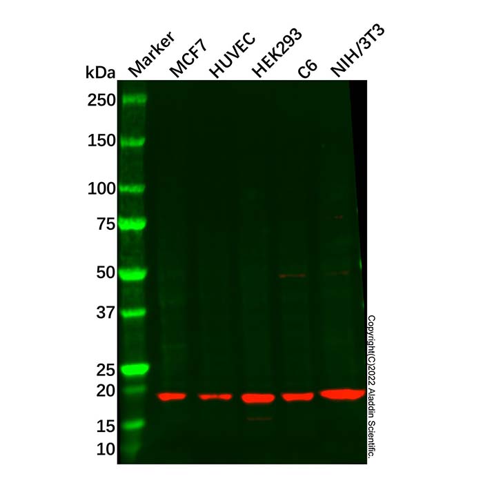Centrin 2 Antibody,ExactAb™, Validated, 1.0 mg/mL,阿拉丁产品图