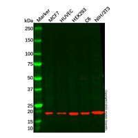 Centrin 2 Antibody，ExactAb™, Validated, 1.0 mg/mL，阿拉丁