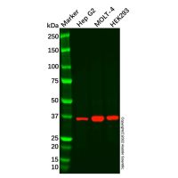 Sprouty 1/Spry-1 Antibody，ExactAb™, Validated, 1.0 mg/mL，阿拉丁
