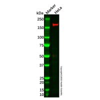 Recombinant MSH6 Antibody,重组, ExactAb™, 已验证, 见COA,阿拉丁