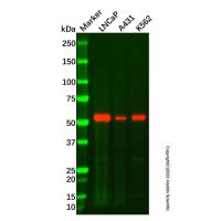 Recombinant TXNRD2 Antibody,ExactAb™, Validated, 重组, 0.79 mg/mL,阿拉丁