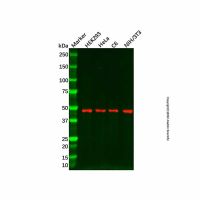 COX10 Antibody,ExactAb™, Validated, 1.0 mg/mL,阿拉丁