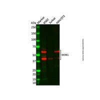 Recombinant DOK1 Antibody,ExactAb™, Validated, 重组, 0.5 mg/mL,阿拉丁