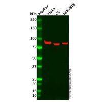 Recombinant MAPK6/ERK3 Antibody，ExactAb™, Validated, 重组, 1.4 mg/mL，阿拉丁