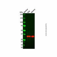 Recombinant HLA-DR Antibody，重组, ExactAb™, 已验证, 见COA，阿拉丁