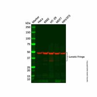 Recombinant Lunatic Fringe Antibody,重组, ExactAb™, 已验证, 见COA,阿拉丁
