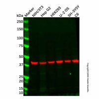 SCRN1 Antibody,ExactAb™, Validated, 1.0 mg/mL,阿拉丁
