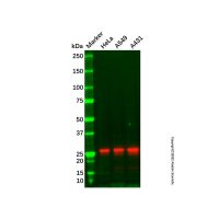 Recombinant Hsp27 Antibody,重组, ExactAb™, 已验证, 见COA,阿拉丁