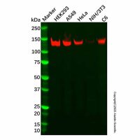 Recombinant TFII I Antibody，ExactAb™, Validated, 重组, 0.2 mg/mL，阿拉丁