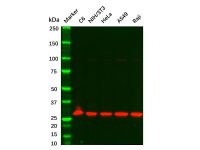 Recombinant KGF Antibody，ExactAb™, Validated, 重组, 1.0 mg/mL，阿拉丁