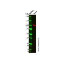 SEMA6D Antibody,ExactAb™, Carrier Free, Validated, 1.0 mg/mL,阿拉丁