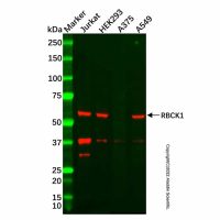 RBCK1 Mouse mAb，ExactAb™, Validated, Carrier Free, 0.5 mg/mL，阿拉丁