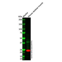 Recombinant Troponin I fast skeletal muscle Antibody，重组, ExactAb™, 已验证, 见COA，阿拉丁