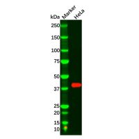 MAPK11 Antibody，ExactAb™, Validated, Carrier Free, 0.6 mg/mL，阿拉丁