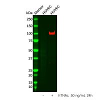 VCAM1 Antibody，ExactAb™, 已验证, 重组, 见COA，阿拉丁