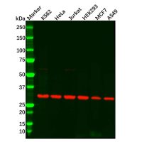 Recombinant CDK1 Antibody，重组, ExactAb™, 已验证, 高性能, 见COA，阿拉丁