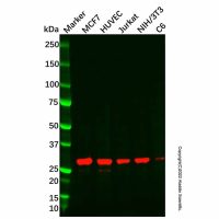 Recombinant DDAH2 Antibody，重组, ExactAb™, 已验证, 见COA，阿拉丁
