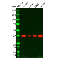 Recombinant IKB alpha Antibody，重组, ExactAb™, 已验证, 高性能, 见COA，阿拉丁