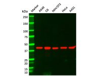 Recombinant MEK1 Antibody，ExactAb™, Validated, 重组, 0.6 mg/mL，阿拉丁