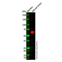 Recombinant CRMP4 Antibody，重组, ExactAb™, 已验证, 见COA，阿拉丁