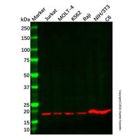 GNLY/Granulysin Antibody,Validated, 1.0 mg/mL,阿拉丁