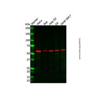 Recombinant PRPF4 Antibody，ExactAb™, Validated, 重组, 0.7 mg/mL，阿拉丁