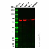 Recombinant TBX3 Antibody,重组, ExactAb™, 已验证, 见COA,阿拉丁