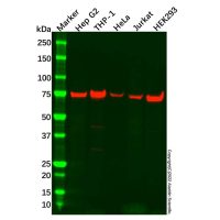 ATG7 Antibody,ExactAb™, Validated, 0.6 mg/mL,阿拉丁