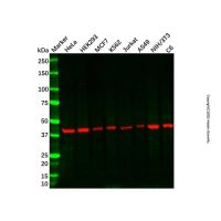 Recombinant COPS3/CSN3 Antibody,ExactAb™, Validated, 重组, 1.19 mg/mL,阿拉丁