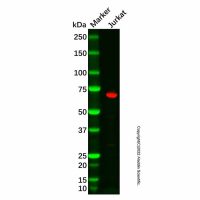 Recombinant IKZF3 Antibody,重组, ExactAb™, 已验证, 见COA,阿拉丁