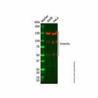 Recombinant Entactin/NID Antibody,ExactAb™, Validated, 重组, 0.7 mg/mL,阿拉丁