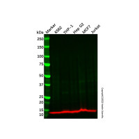 eIF1 Antibody,Validated, 1.0 mg/mL,阿拉丁