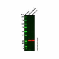 Recombinant Myelin oligodendrocyte glycoprotein Antibody，重组, ExactAb™, 已验证, 见COA，阿拉丁
