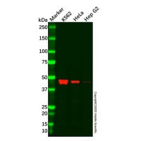 Recombinant C9orf167 Antibody，Validated, Recombinant, 0.7 mg/mL，阿拉丁