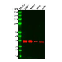 Recombinant Caspase-6/CASP-6 Antibody，ExactAb™, Validated, 重组, 0.4 mg/mL，阿拉丁