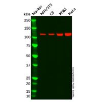 Recombinant ATP citrate lyase Antibody，重组, ExactAb™, 已验证, 高性能, 见COA，阿拉丁