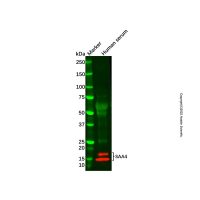 Recombinant SAA4 Antibody，重组, ExactAb™, 已验证, 见COA，阿拉丁