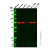 Recombinant SLC22A1/OCT1 Antibody,重组, ExactAb™, 已验证, 见COA,阿拉丁