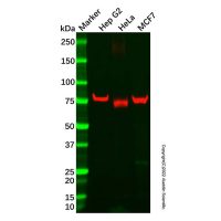 Recombinant ABCD1/ALD Antibody，重组, ExactAb™, 已验证, 见COA，阿拉丁
