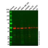 Recombinant Estrogen Related Receptor alpha Antibody，ExactAb™, Validated, 重组, 0.5 mg/mL，阿拉丁