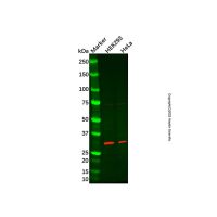 SIX2 Antibody,ExactAb™, Validated, 1.0 mg/mL,阿拉丁